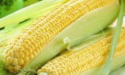 Кукуруза: особенности выращивания в открытом грунте