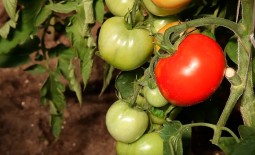 Холодостойкий томат Снежный барс. Детальное описание сорта и отзывы фермеров