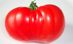 Чем знаменит томат сорта Вова Путин. Особенности агротехники, отзывы фермеров