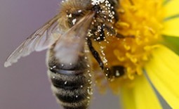 Пчела породы Карника: описание, особенности и отзывы