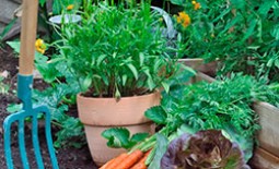 Что из овощей, фруктов или пряностей можно посадить в тенистых местах на даче