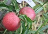 выращивание колоновидной яблони