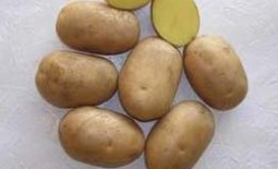 Картофель сорта Скарб: описание, отбор посадочного материала, отзывы картофелеводов