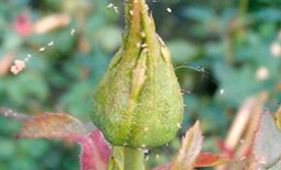 Паутинный клещ – опасный вредитель розы. Описание и методы борьбы
