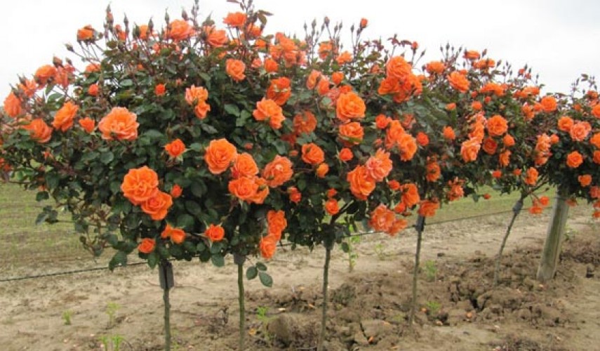 выращивание штамбовой розы