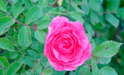 Характеристики морозоустойчивых сортов канадских роз
