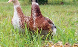 Башкирские утки: описание породы, особенности выращивания, фото