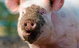 Чем болеют свиньи — симптомы болезней и их лечение