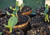 Выращивание тыквы