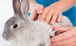 Как определить и лечить кокцидиоз у кроликов