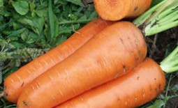 Морковь сорта Канада f1: овощ для тяжелого грунта. Описание и характеристика