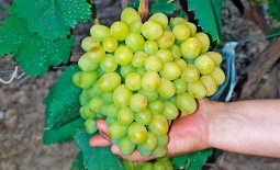 Виноград с очень ранним сроком отдачи урожая Супер Экстра. Внешний вид, плюсы и минусы
