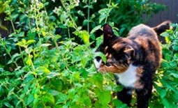 Котовник: особенности посадки и ухода в саду