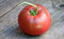 Нежный томат Розмарин (Розамарин F1): все об уходе за крупноплодным гибридом. Секреты выращивания