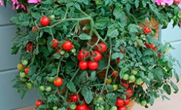 Балконное чудо – наиболее подходящий для выращивания дома сорт помидоров