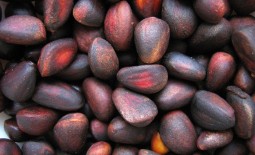 Кедровые орехи: тонкости применения, польза продукта и вред от него