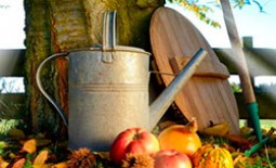 Как правильно сажать плодовые деревья осенью
