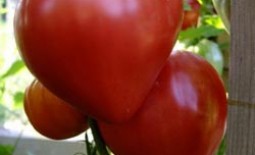 Выращивание томатов Воловье сердце