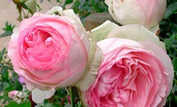 Королевский цветок — описание «титулованной» розы Пьер де Ронсар