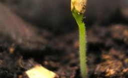 Перец в теплице: посадка семян и уход за рассадой