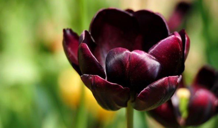 выращивание тюльпанов