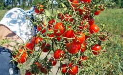 Томат черри-типа Сладкая гроздь: характеристики, описание агротехники, отзывы дачников