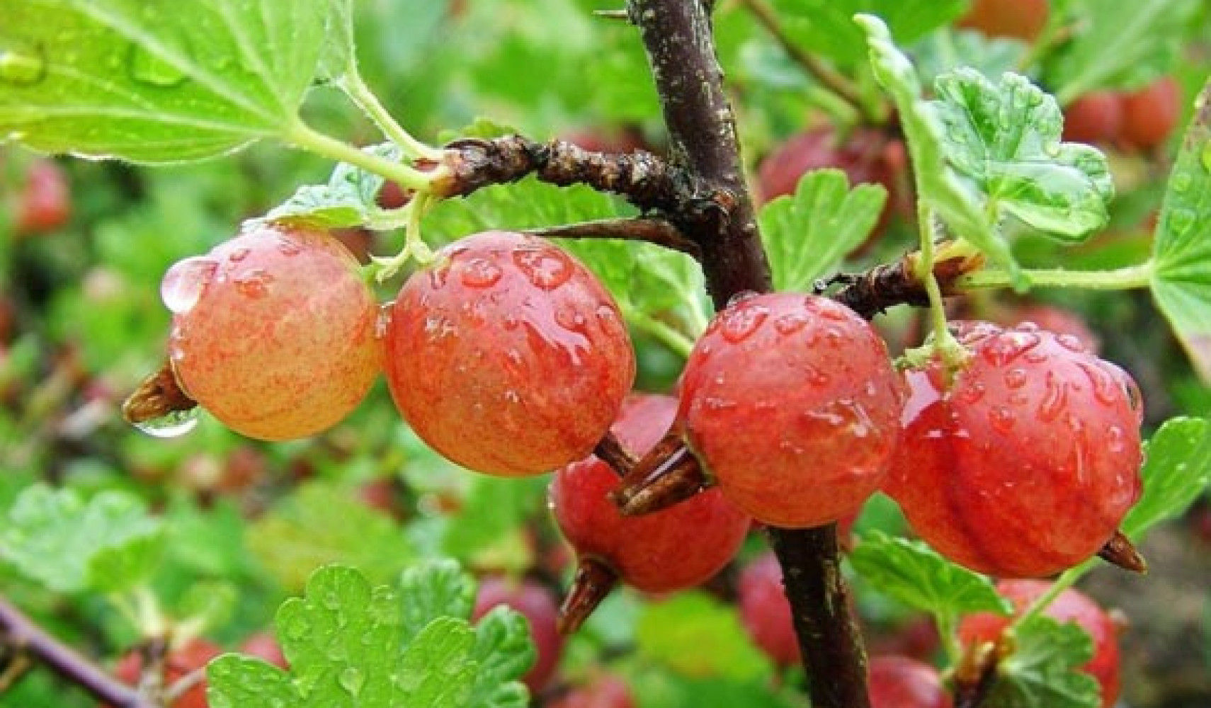 Крыжовник посадка и уход в открытом грунте, фото сортов, выращивание и ...