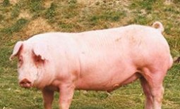 Ландрас (порода свиней): описание, характеристики, отзывы