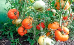 Первый томат в сезоне — Король Ранних. Подробное описание сорта, агротехника, отзывы