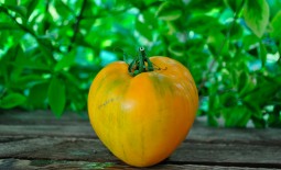 Вкуснейший представитель желтоплодных томатов Золотой король: подробное описание, агротехника, отзывы