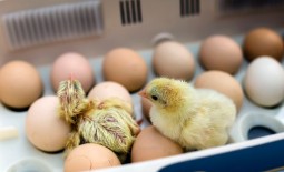 Тонкости инкубации куриных яиц в домашних условиях. Как вывести здоровый молодняк без наседок