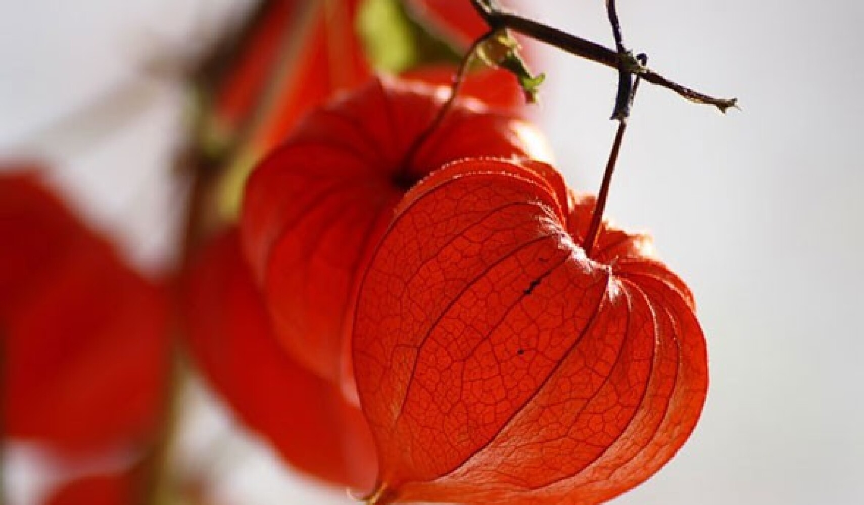 rostoucí physalis