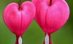 Дицентра — «плачущие сердца»: выращивание, уход и размножение в открытом грунте