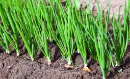 Что посадить после лука: советы по севообороту огородной культуры