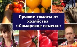 Топ-10 помидоров от фермерского хозяйства «Самарские семена»