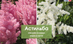 Астильба: описание основных видов и сортов