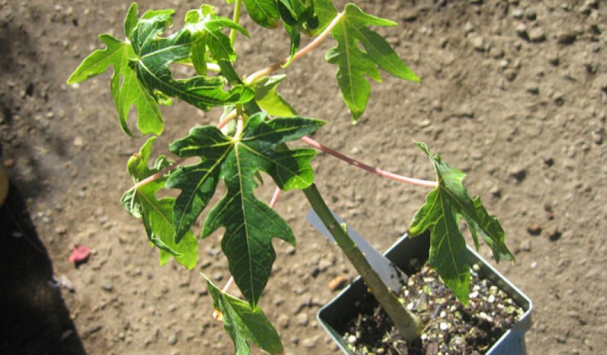 выращивание папайи