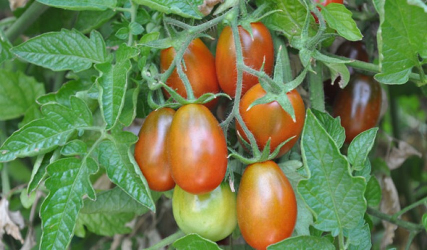 Сорт томата Черный мавр