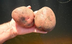 Краснощекий картофель Любава. От описания до отзывов