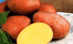 Отличительные качества сортового картофеля Розара