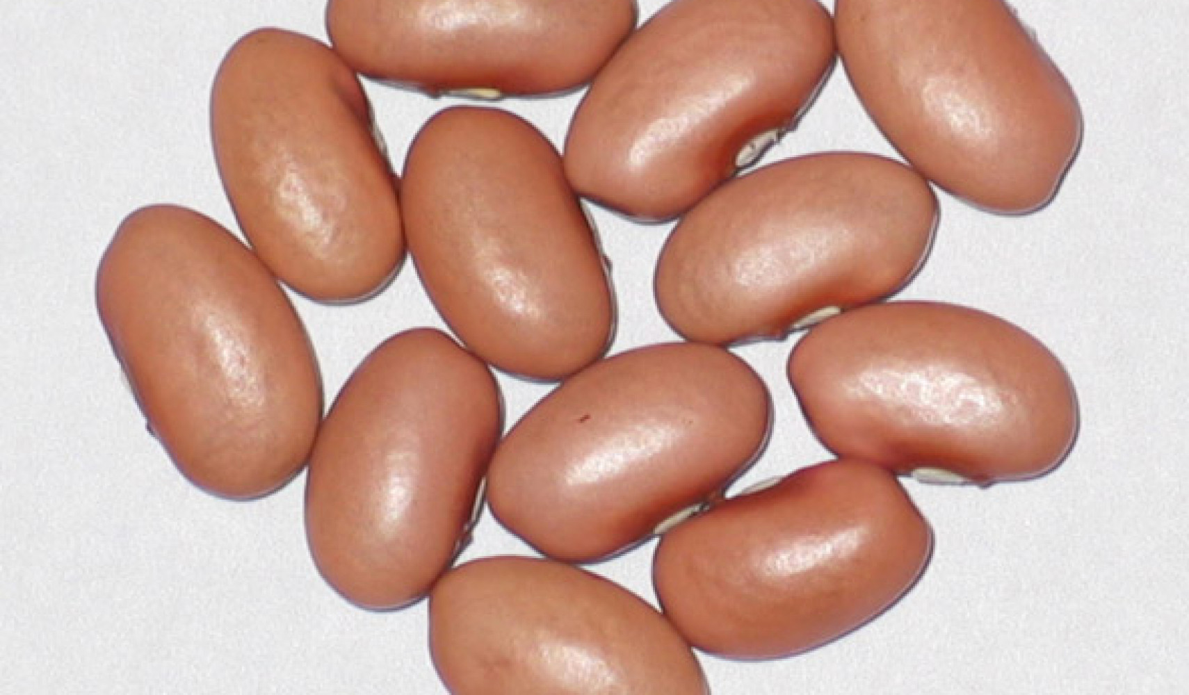 бобы посадка и уход в открытом грунте: когда и как сажать