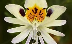 Схизантус (Шизантус) — «Почти как орхидея»: посадка и уход