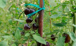 Синяя гроздь F1– экзотический томат фиолетового цвета. Описание, отзывы садоводов