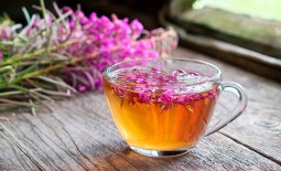 Лекарственная культура Иван чай: описание, полезные и вредные свойства