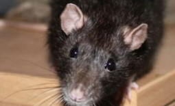 Как поймать крысу на даче, в доме: самодельные способы и ловушки