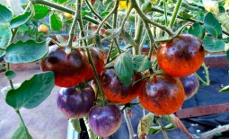 Сорт Черника – десертный томат с целебными свойствами. Описание и советы по выращиванию