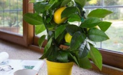 Лимонное дерево из косточки в домашних условиях: особенности посадки, правила ухода, вредители и болезни