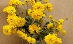 Хитрости выращивания популярного цветка Золотые шары в домашних условиях