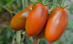 Бурая гроздь F1 – эффектные ветви урожайного томата. Описание агротехники и рекомендации