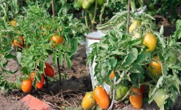 Сорт Боец – неприхотливый томат сибирской селекции: описание, характеристики, отзывы садоводов